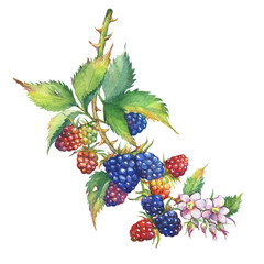 Blackberry Plant Drawing | Free download on ClipArtMag