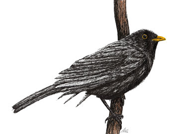 340x270 blackbird drawing etsy