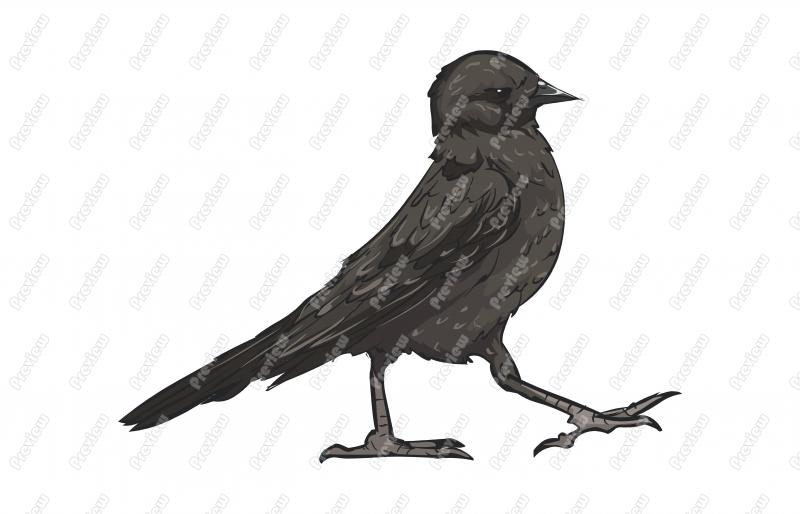 800x514 brewers blackbird clipart