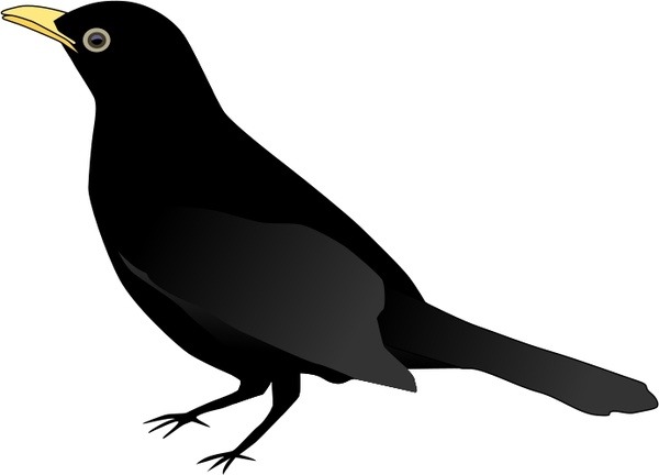 600x432 Black Bird Drawing