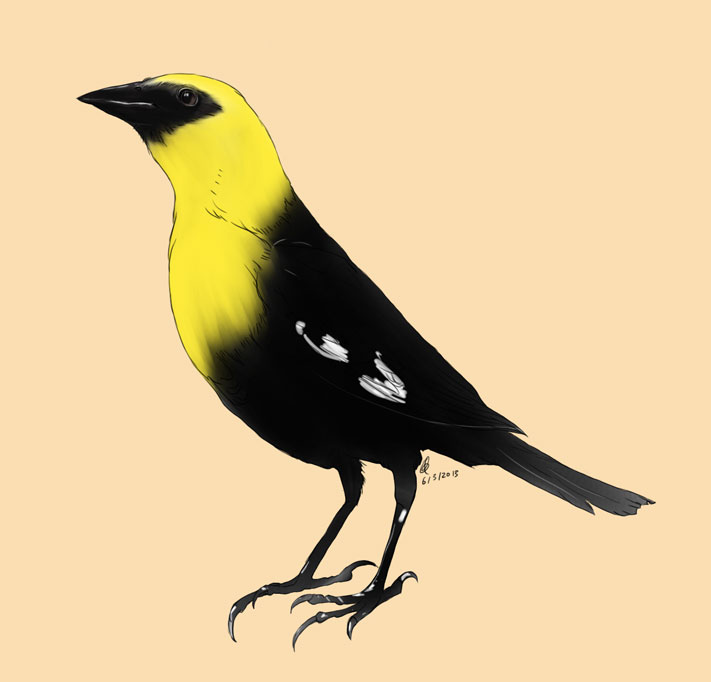 711x682 process drawing exercise yellow headed black bird evelyn s q liu