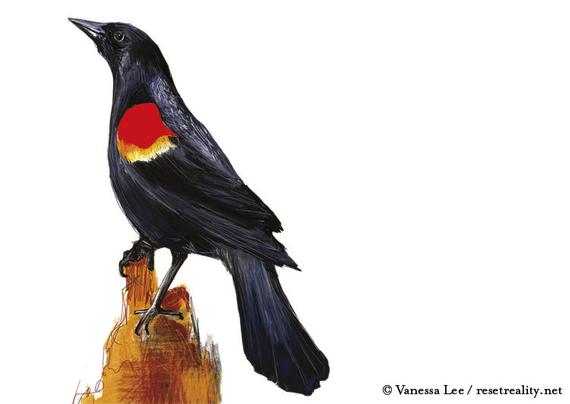570x404 red winged blackbird print wildlife illustration digital etsy