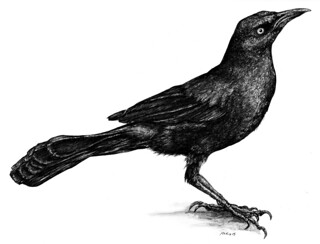 320x244 Black Bird Mckie Materials Mark Mckie