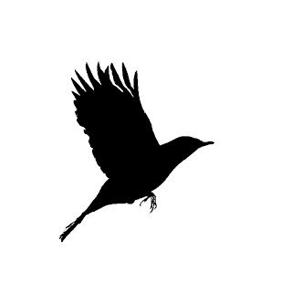 320x320 tattoo idea blackbird outline with lyrics to the beatles song