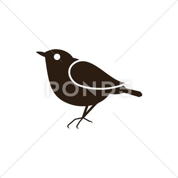 360x360 blackbird animals birds stock images