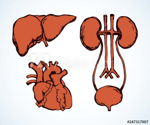 500x416 Bladder Vector Drawing