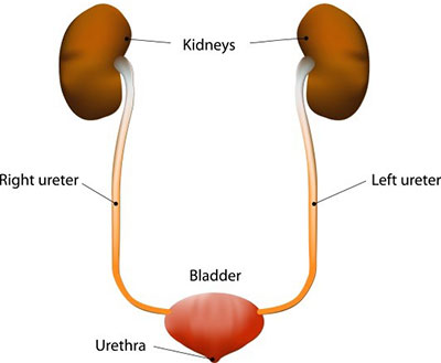 400x329 Urinary System Anatomy And Function