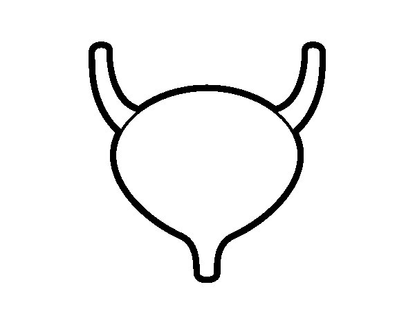 600x470 Bladder Drawing