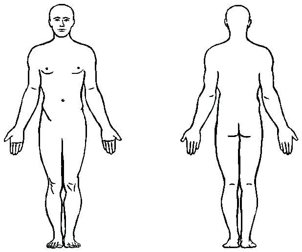 Blank Drawing Of Human Body Free Download On Clipartmag