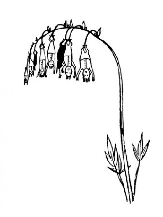 520x692 dark bleeding heart flower drawing