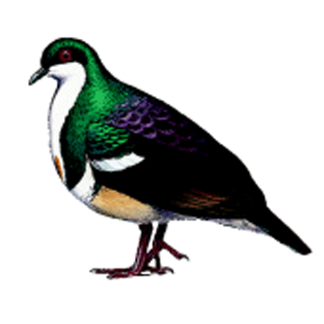 640x640 Gallicolumba Keayi