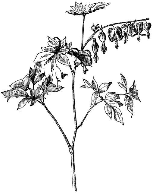 508x640 bleeding heart clipart etc