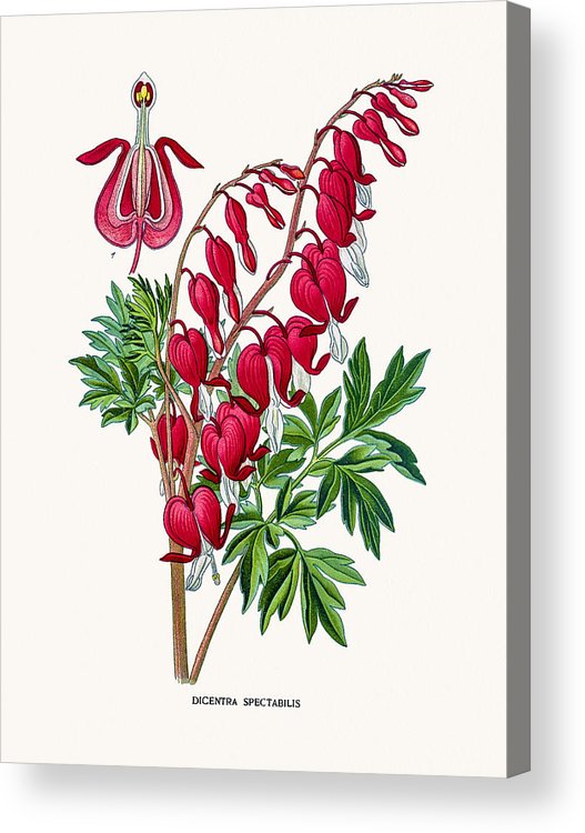527x750 bleeding heart flower acrylic print