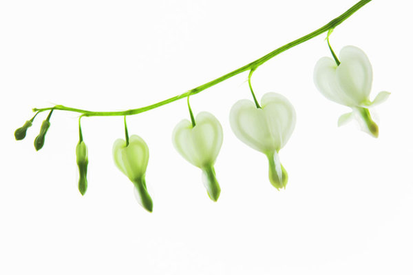 600x399 bleeding heart art fine art america