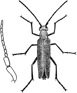 266x320 blister beetle clipart etc