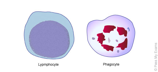 550x250 Components Of Blood, Cardiovascular System