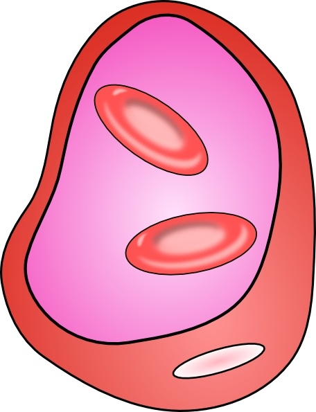 456x595 Erythrocyte Red Blood Cell Clip Art Free Vector In Open Office