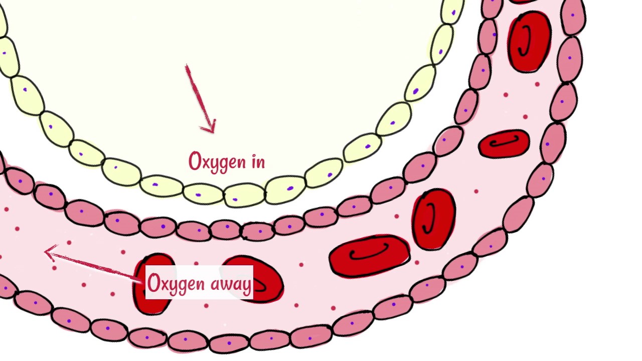 1280x720 Alveoli Gas Exchange
