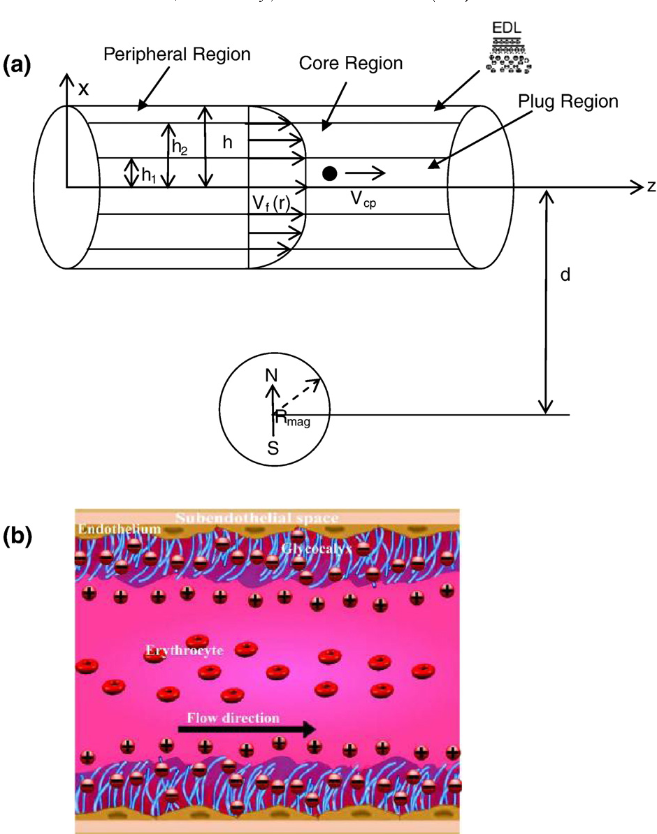 940x1194 Figure From Magnetic Targeting In The Impermeable Microvessel