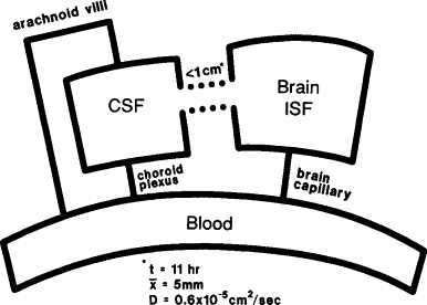 386x276 brain interstitial fluid