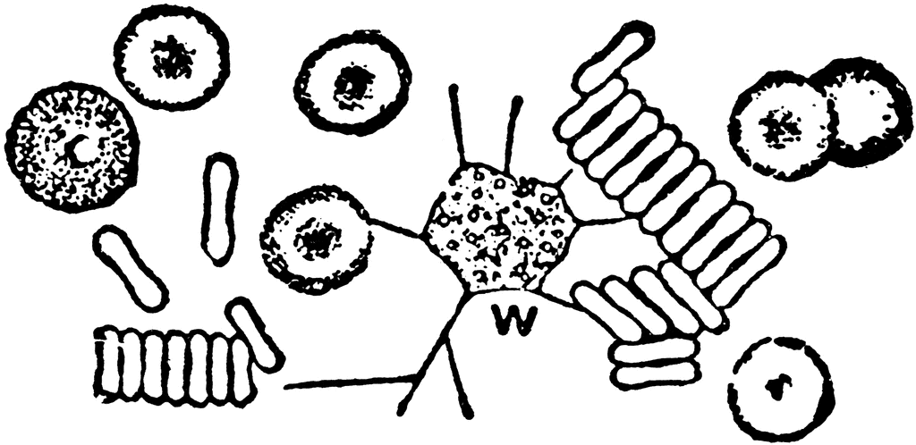 1024x498 Cell Drawing Blood Cell For Free Download