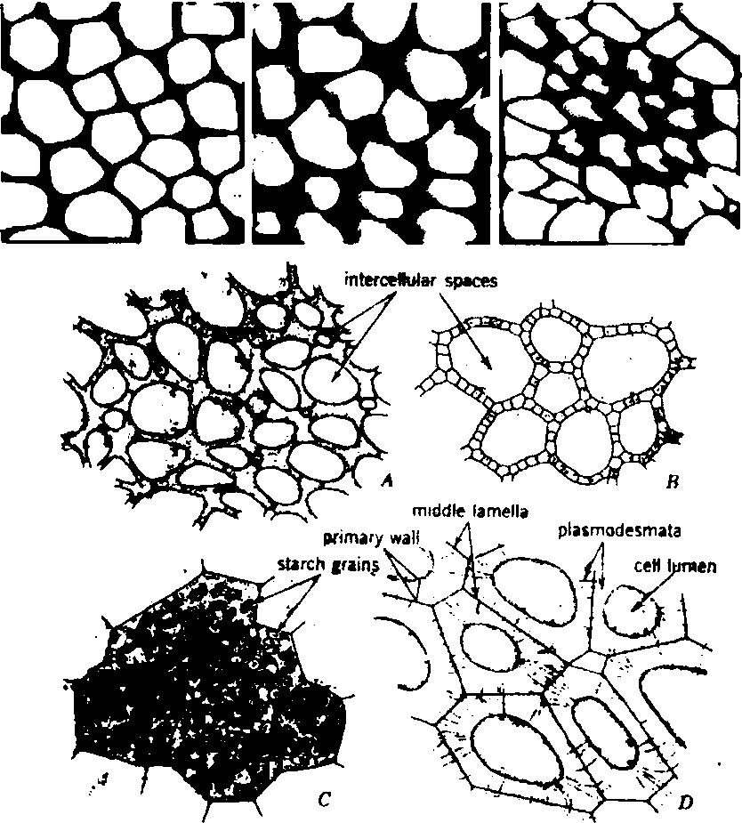 834x925 Cell Drawing Tissue For Free Download