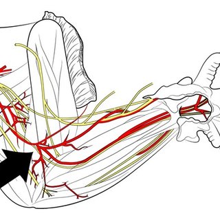 320x320 The Drawing Displays The Rat's Anatomy Of The Upper Extremity