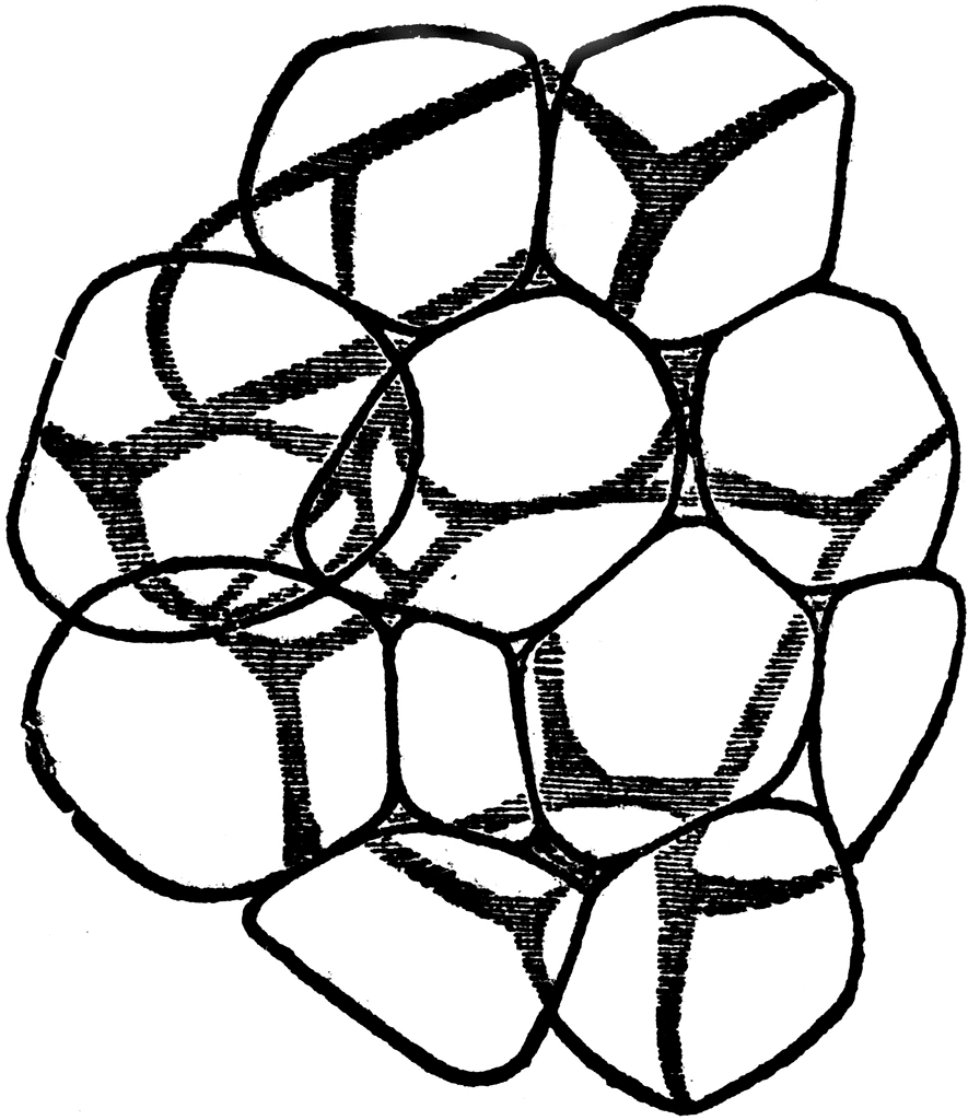 885x1024 Adipose Tissue Clipart Etc