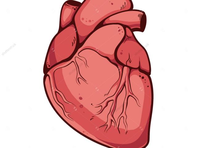 640x480 Real Human Heart Free Download Clip Art