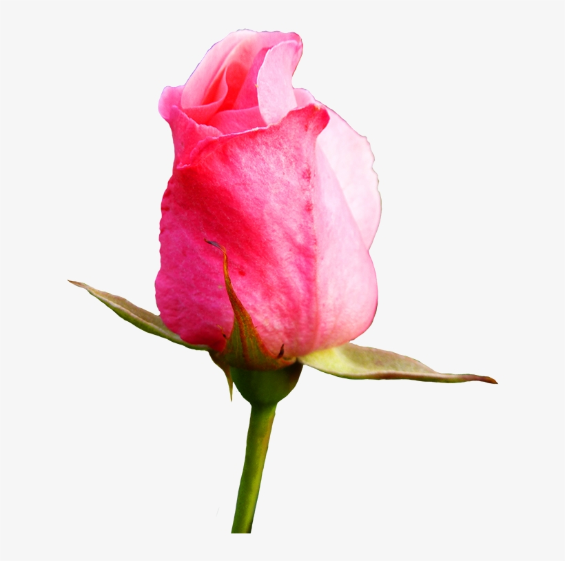 820x814 Bud Drawing Pink Rose