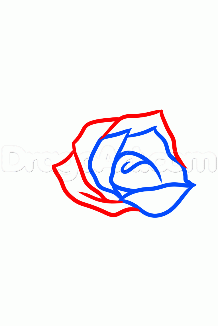 765x1141 How To Draw A Rose Tattoo Design, Step