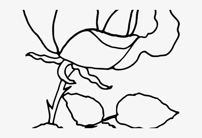 820x560 Rose Outline