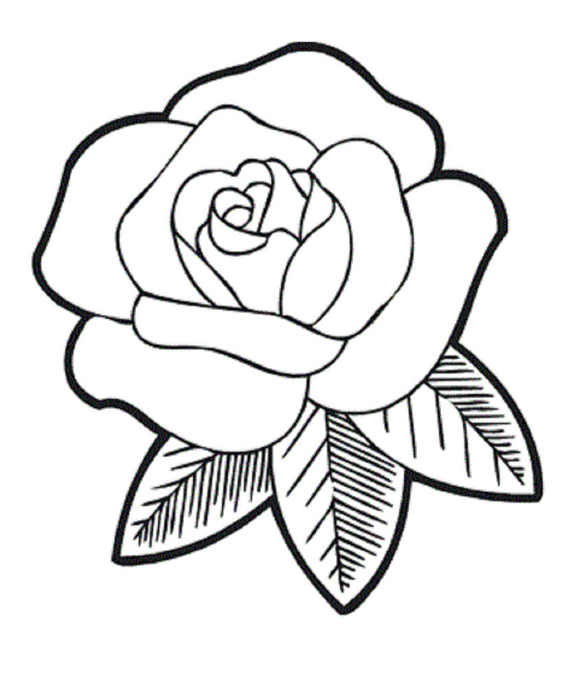 837x992 Rose Drawing Free Download