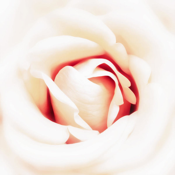 600x600 blood rose photographs fine art america
