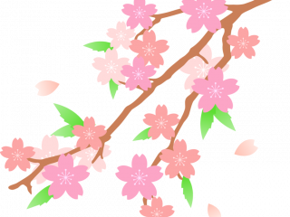 320x240 cherry blossom drawing cherry blossom drawing flower free