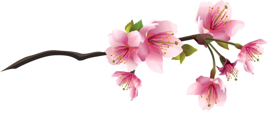 900x380 draw cherry blossom how to draw a cherry blossom tree for beginners