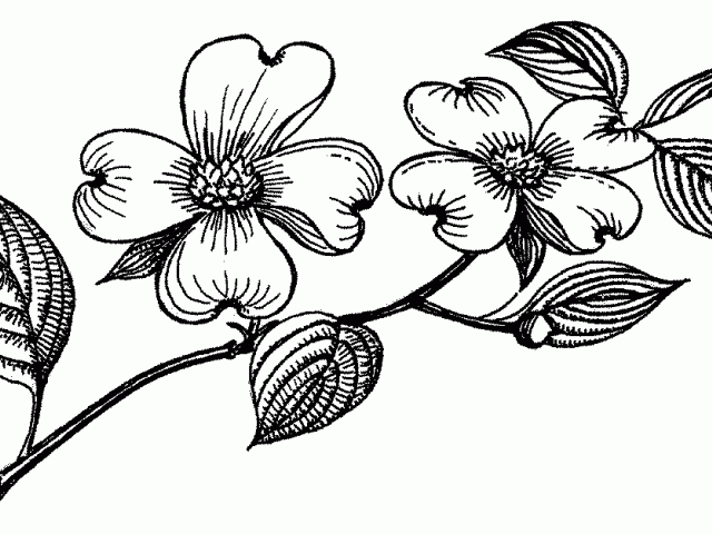 640x480 Blossom Clipart Flower Drawing