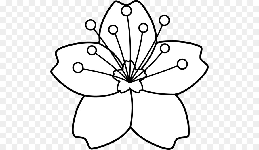 900x520 Drawing, Flower, White, Transparent Png Image Clipart Free Download