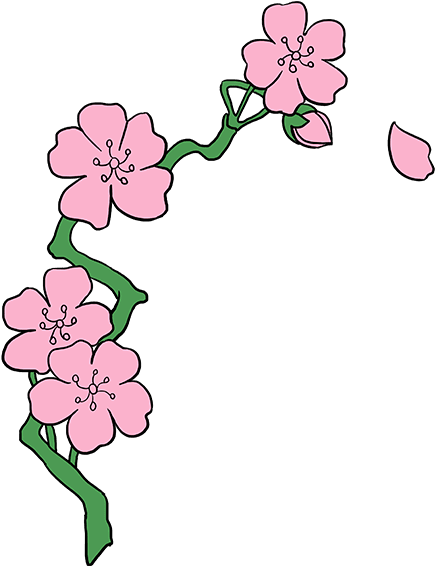 435x566 Hd Cherry Blossom Flower Drawing