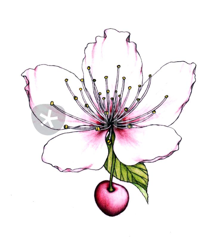 742x800 cherry blossom draw cherry blossom drawing art prints and posters