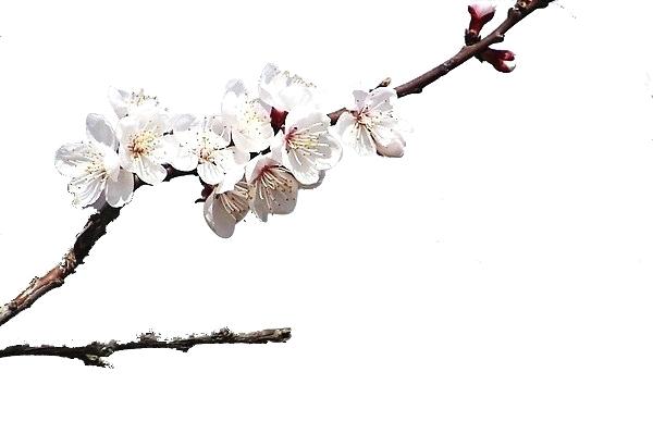 600x399 Cherry Blossom Tree Branch Dieback