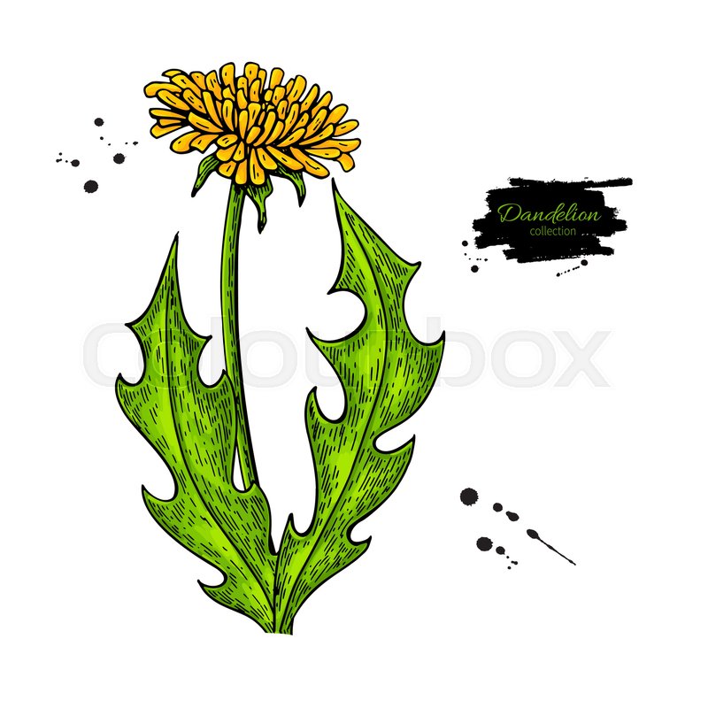 800x800 Dandelion Flower Vector Drawing Set Stock Vector Colourbox