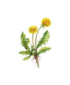 236x288 Top Dandelion Drawing Images Painting Drawing, Dandelion