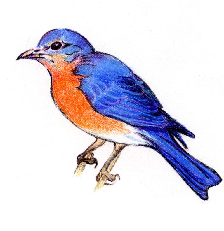 767x792 Blue Bird Drawings