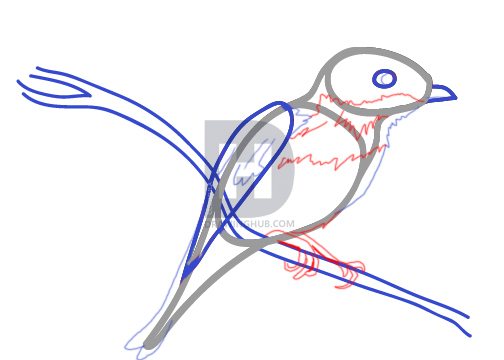 504x360 How To Draw A Bluebird, Step