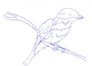 302x216 How To Draw A Bluebird, Step