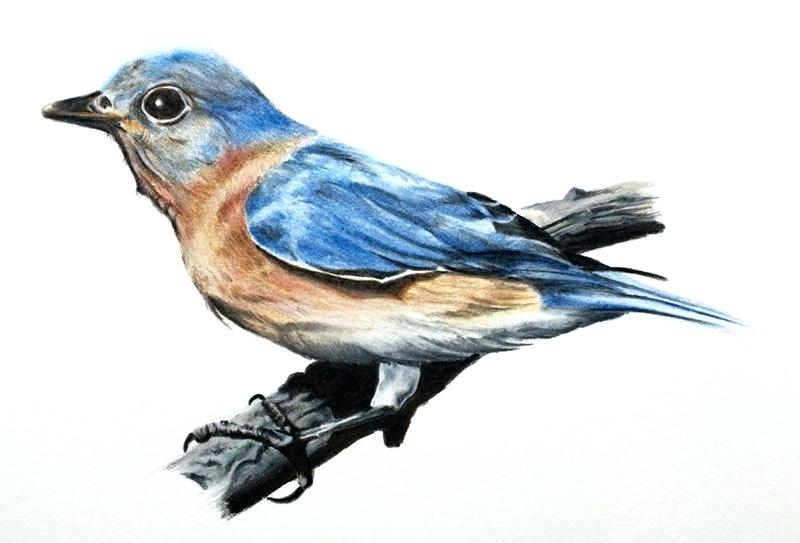 800x543 Picture Of A Bird Colored Pencil Drawing Swallow Nest Box Movie
