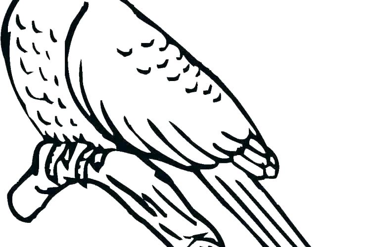 750x500 Blue Bird Coloring