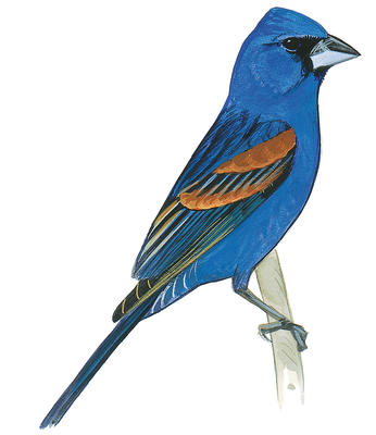 346x400 Mountain Bluebird Audubon Field Guide