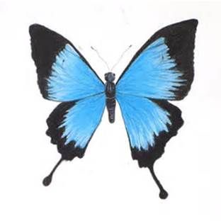 312x312 Blue Butterfly Pencil Drawings Journal